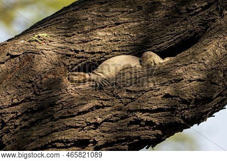 Monitor Lizard Or Bengal Monitor Or Common Indian Monitor Or Varanus Bengalensis Camouflage In Bird 