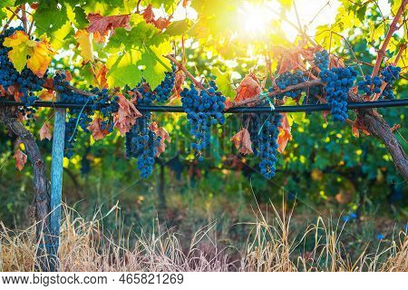 Vineyard Agricultural Fields In The Countryside, Beautiful Landscape During Sunrise.