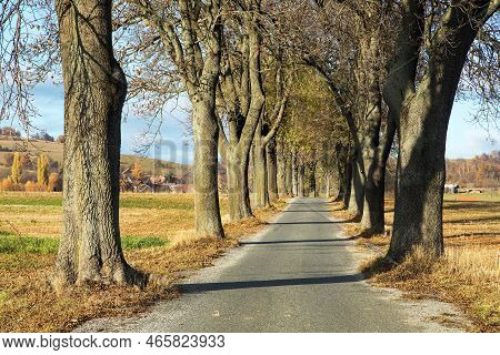 Autumn Linden Tree Alley, Autumnal View Of Alley Of Lime Trees