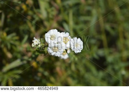 Sneezewort Yarrow White Flowers In The Summer