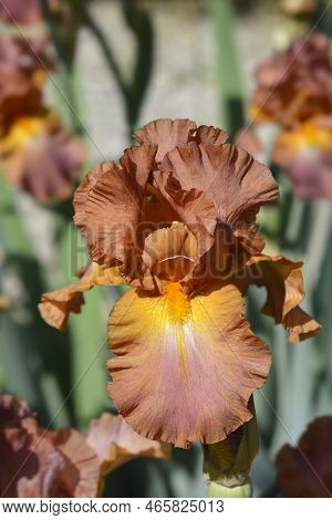 Tall Bearded Iris Chippendale Flower In The Garden