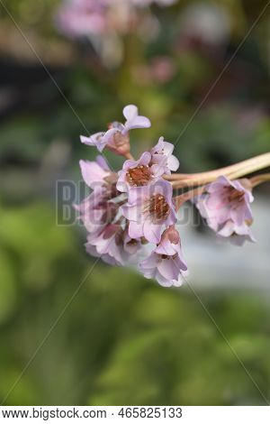 Elephants Ears Pink Flowers In The Garden