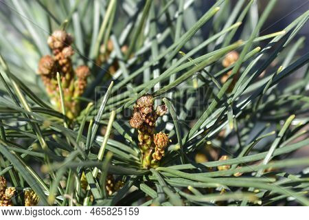 Japanese Umbrella Pine Branch In The Autumn