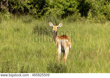 Young Female Bohor Reedbuck, Redunca Redunca, In The Long Grass And Forest Area Of Queen Elizabeth N
