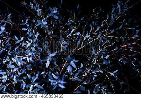 Eucalyptus Parvifolia In Cold Blue Tones On A Black Background. Moody Flora