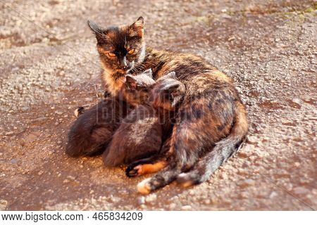 Cat Breastfeeding Kittens - The Tortoiseshell Cat Lies On The Ground And Breastfeeds 2 Kittens