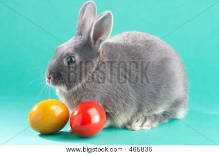 Lapin