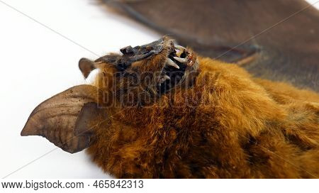 Bat Face With Fangs Close Up Macro, Hipposideros Larvatus, Horror, Taxidermy