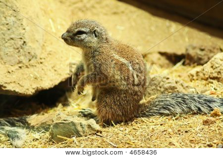 Critter