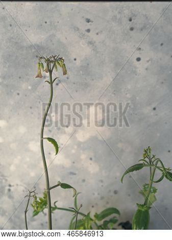 The Medicinal Plant Kalanchoe Blooms In Small, Unsightly Flowers. Kalanchoe On An Ancient Wooden Bac