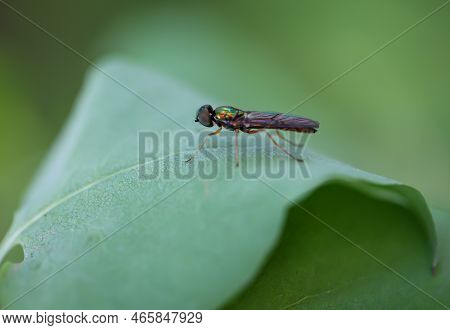 A Two-spot Dung Weapon Fly On A Leaf Of A Tree.