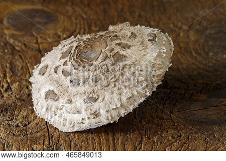 Cap Of A Parasol Mushroom On Wood