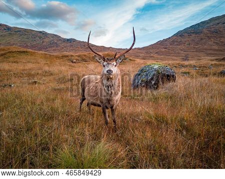 Young Red Deer Stag In The Scottish Highlands