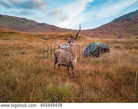 Young Red Deer Stag In The Scottish Highlands
