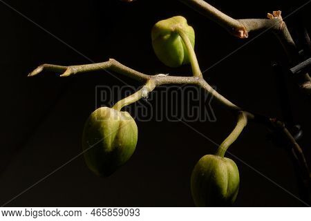 A Closeup Shot Of A White Mealybugs Sitting On The Orchid Branch