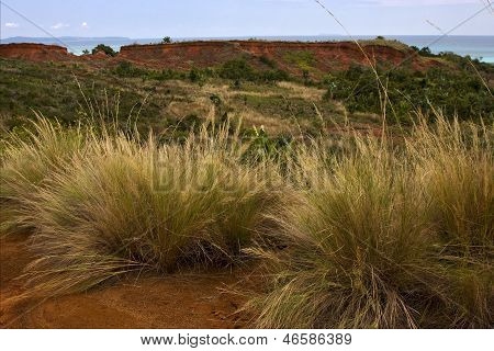Hill Bush Plant Lagoon
