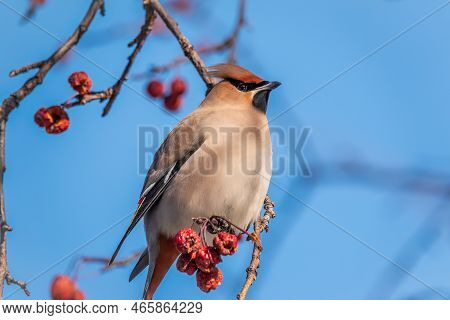 Bohemian Waxwing, A Beautiful Tufted Bird, Latin Name Bombycilla Garrulus, Sitting On A Wild Apple T