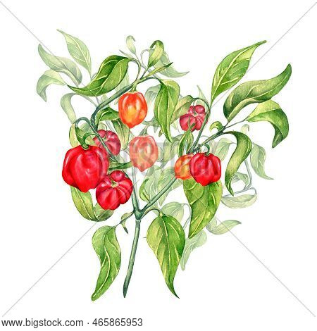 Habanero Chili Pepper Bush Watercolor Illustration Isolated On White Background.