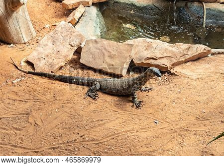 Beit Shean, Israel, October 08, 2022 : Large Monitor Lizard In An Aviary In Gan Guru Kangaroo Park I