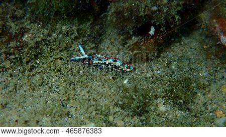 Sacoglossan Sea Slug Splendid Elysia Or Splendid Velvet Snail (thuridilla Hopei) Close-up Undersea, 