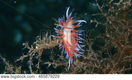 Sea Slug Pilgrim Hervia (cratena Peregrina) Close-up Undersea, Aegean Sea, Greece, Halkidiki