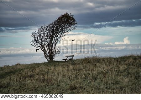 Tree Bent By Wind, With Bench On Cliff By Sea. View In Denmark On The Kattegatt. Break During A Hike