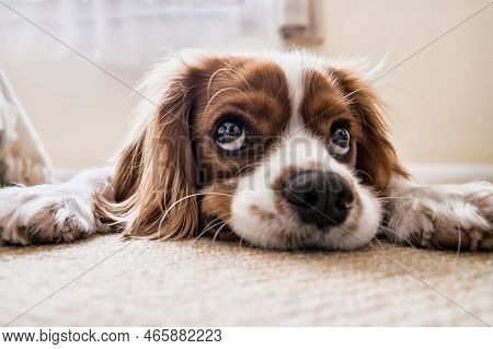 The Dog In Cold Winter In Europe Households, Rising Costs Of Gas And Electricity In Winter Season, D