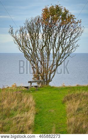 Tree Bent By Wind, With Bench On Cliff By Sea. View In Denmark On The Kattegatt. Break During A Hike