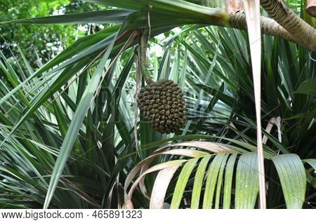 Beautiful Pandanus Plant With Fruits In Greenhouse
