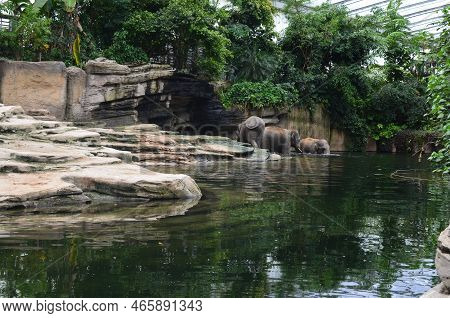Group Of Elephants In Pool At Zoo Enclosure