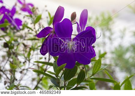 Purple Flower Of Malabar Gooseberry, Malabar Melastome Or Indian Rhododendron Bloom With Sunlight In