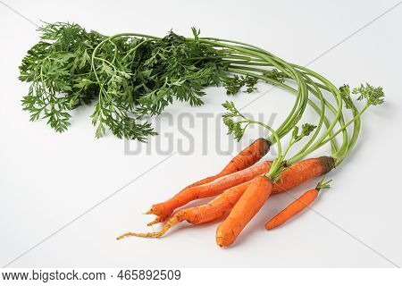 carrot, mini carrot, small carrot, baby carrot isolated on white background