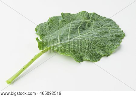 kale, kail, leaf cabbage isolated on white background