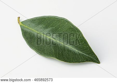 guava, guava leaf isolated on white background
