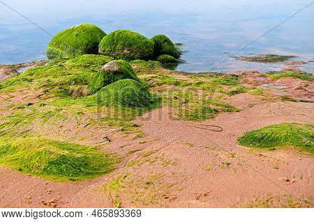 Green Algae Covered Boulders At Sea Coast Beach. Sea Algae Or Green Moss Stuck On Stone.