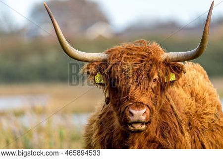 Netherlands. November 2022. Highlander Cattle In The Wild.