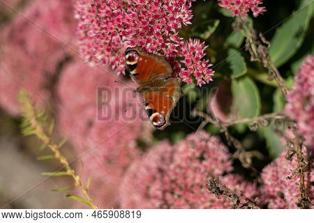 A Peacock Butterfly Is Eating On A Pink Sedum Flower - Hare Cabbage. A Flowerbed With Flowers Pollin