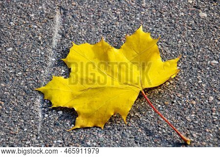 Yellow Maple Leaf On Gtay Asphalt Close Up