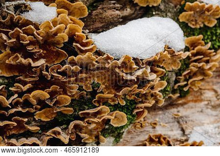 Group Of Fungus Stereum Subtomentosum On Tree Trunk With Snow In Spring