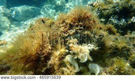 Hydroid Or Hydrozoa Aglaophenia Kirchenpaueri Undersea, Aegean Sea, Greece, Thasos Island