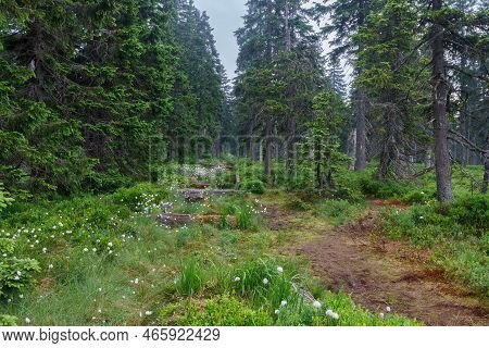 Blooming Peat Bog Under Large Lake In Jesenik Mountains. While Plant Is Eriophorum Vaginatum