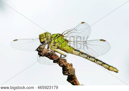 Large Green Dragonfly Female Green Snaketail (ophiogomphus Cecilia) On A Dry Twig Against The Sky