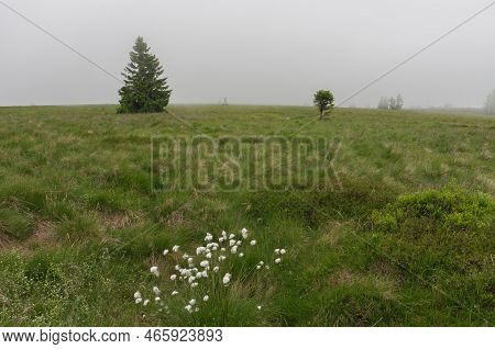 Mountain Meadow On An Area Of ​​mountain Peak On Foggy Summer Day . While Plant Is Eriophorum Vagina