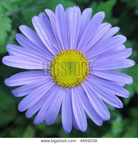 blau Gerber Blume