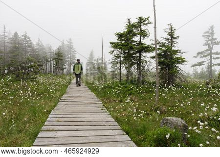 Man Goes On A Wooden Sidewalk Over Blooming Peat Bog  In Jesenik Mountains. While Plant Is Eriophoru