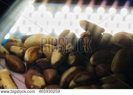 Brazil Nuts Heart Healthy Snake Close Up Shot