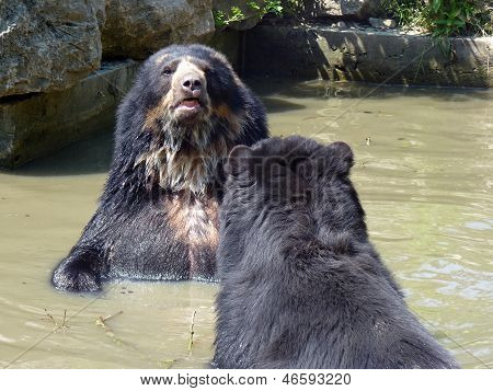 Urso