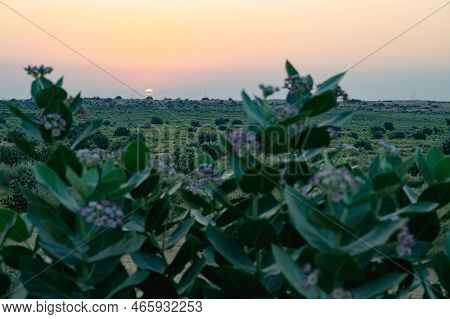 Sun Rising At The Horizon Of Thar Desert, Rajasthan, India. Tourists From Across India Visits To Wat