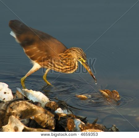 aves