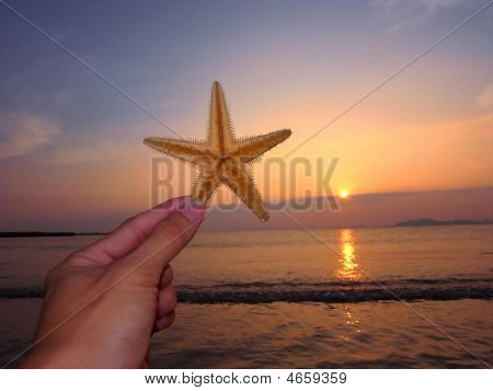 Estrella de mar